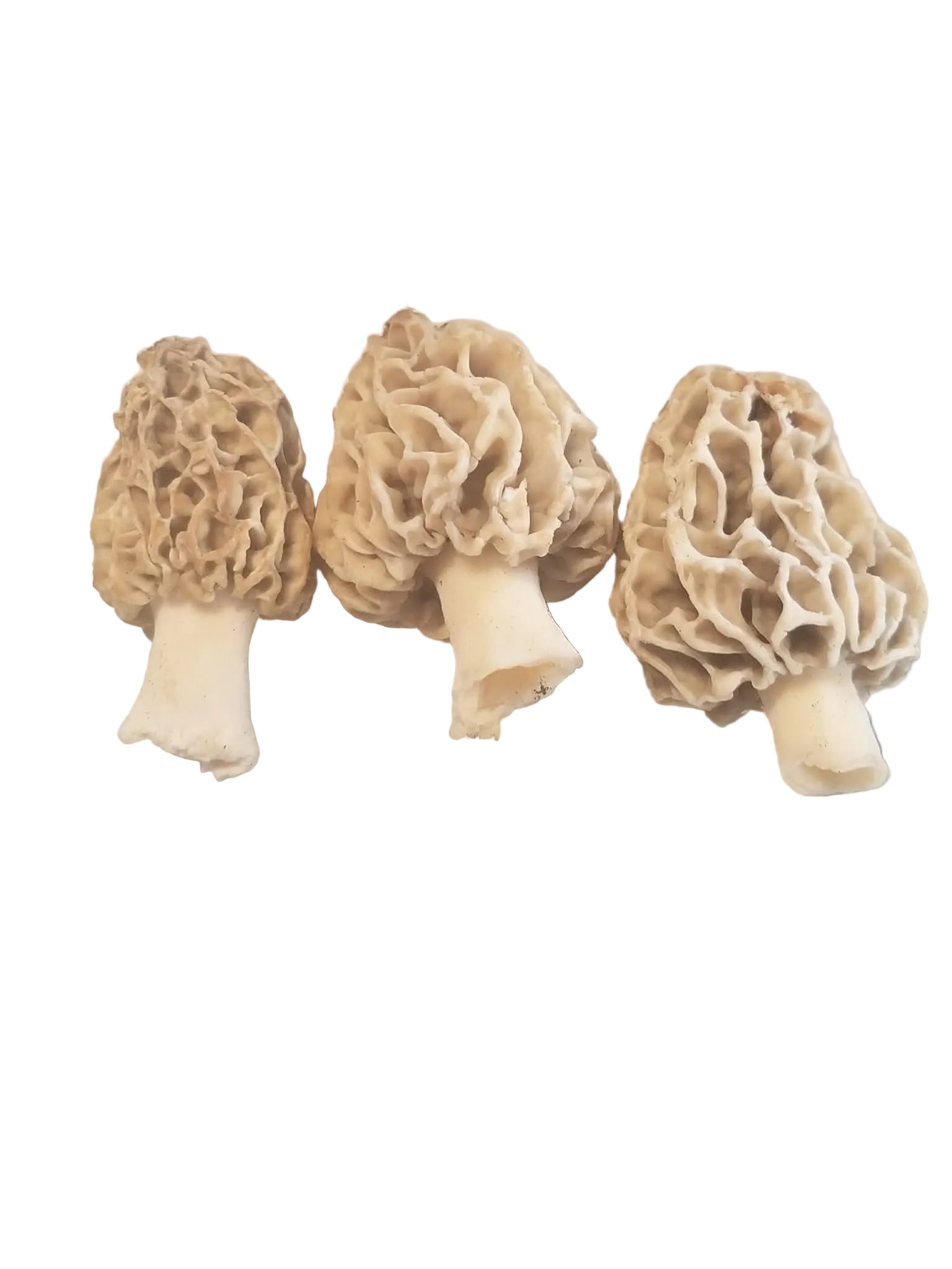 Morel Mushrooms