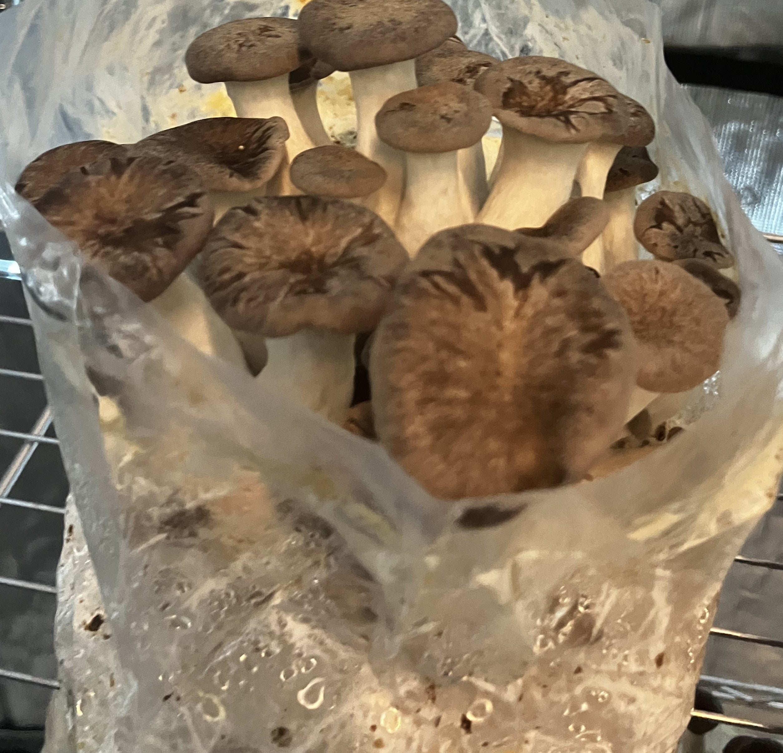 4 LB. Culinary Colonized  Bulk Grain Spawn