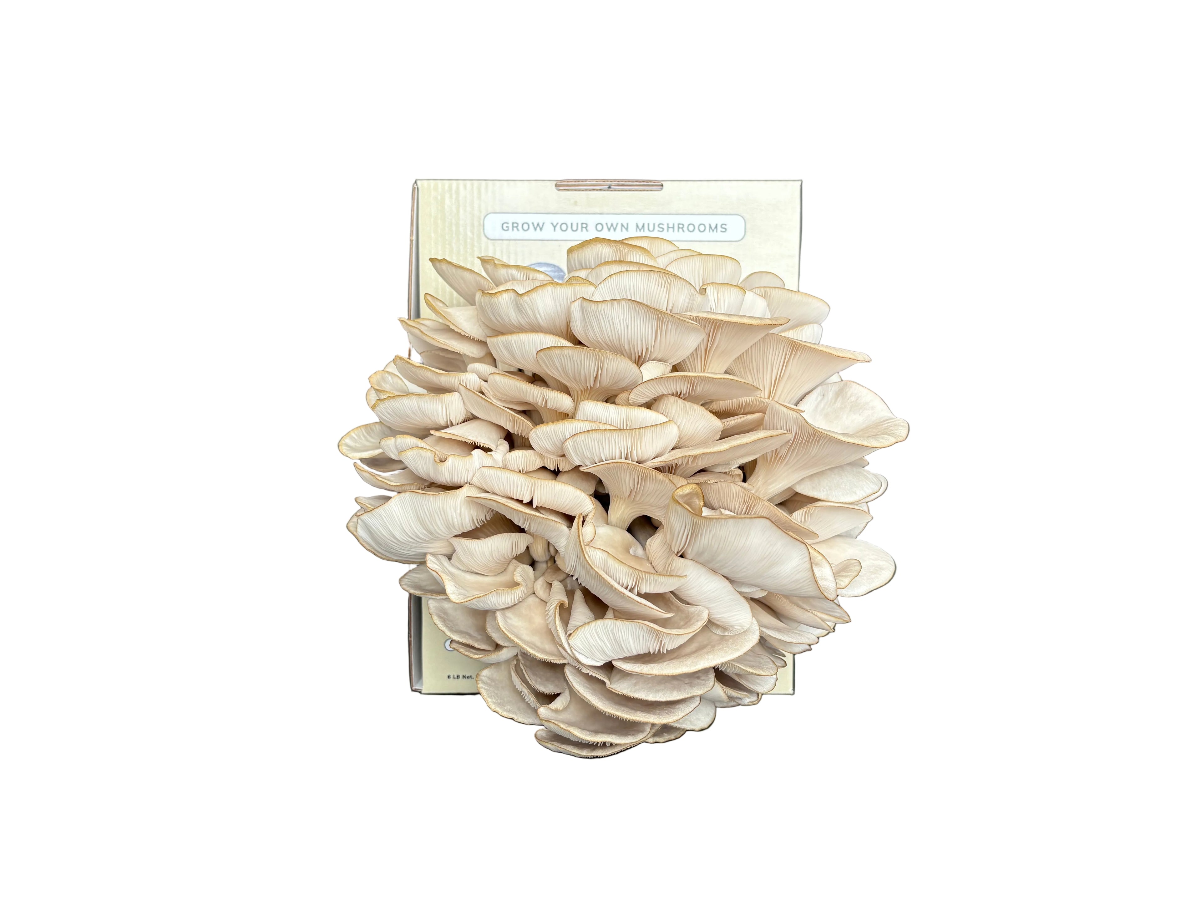 Blue Oyster Grow Kit