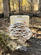 Blue Oyster Grow Kit