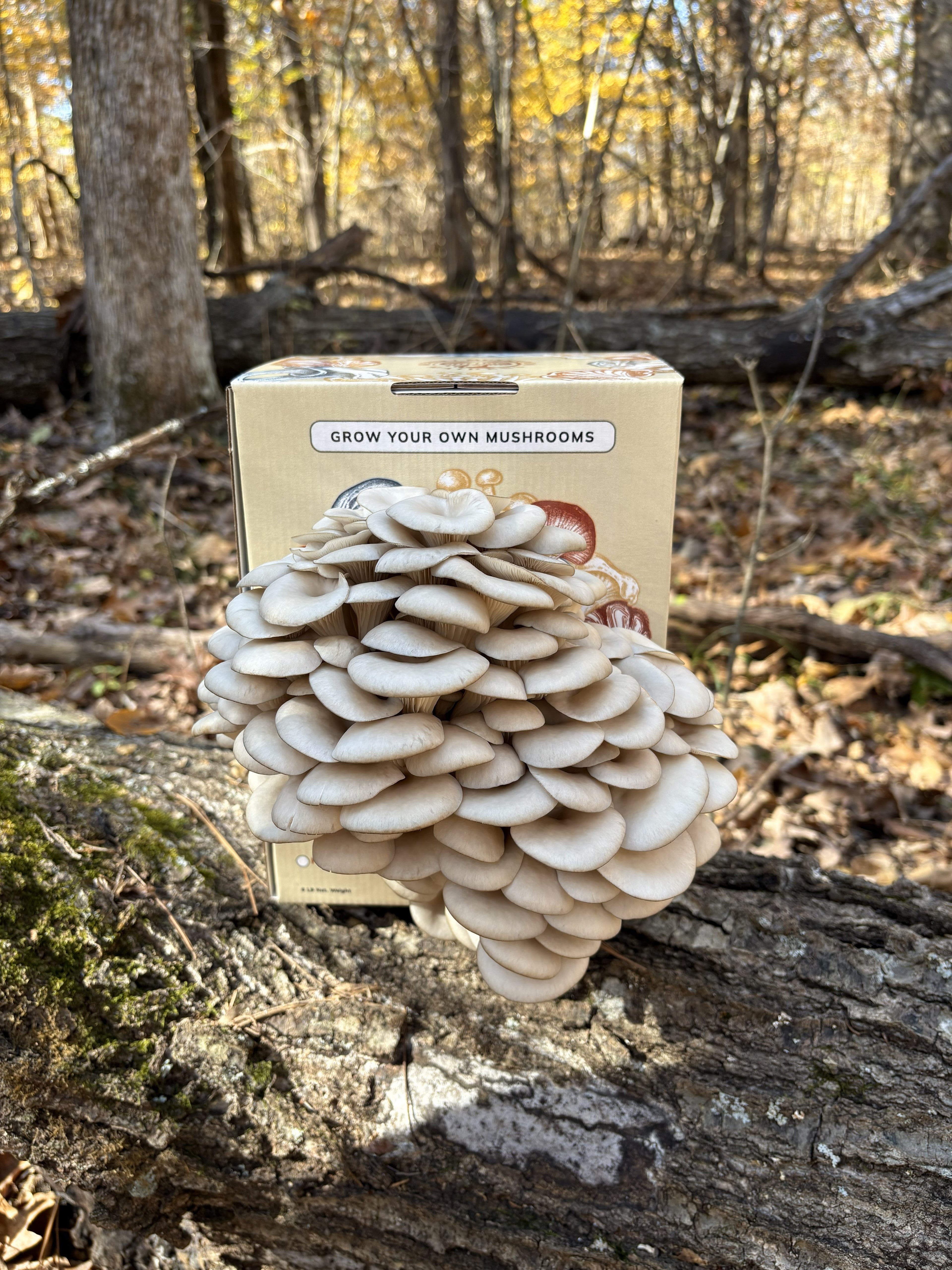 Blue Oyster Grow Kit