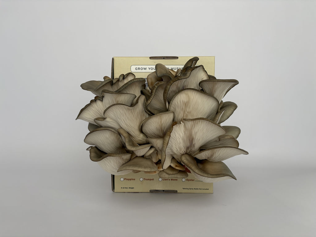 Blue Nevada Oyster Mushroom Grow Kit