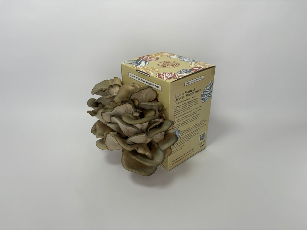 Blue Nevada Oyster Mushroom Grow Kit