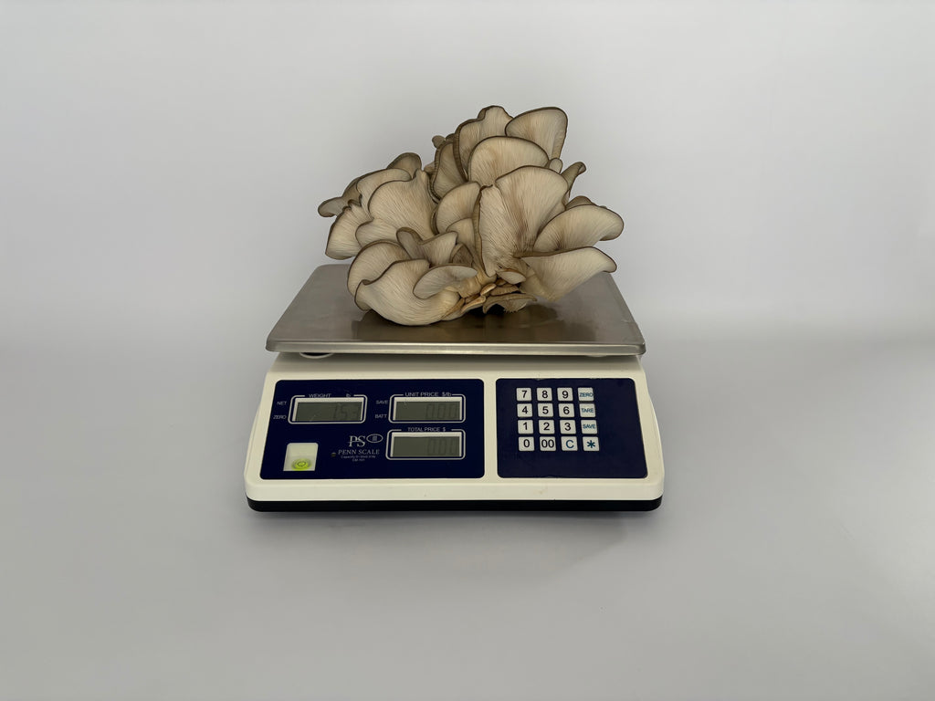 Blue Nevada Oyster Mushroom Grow Kit