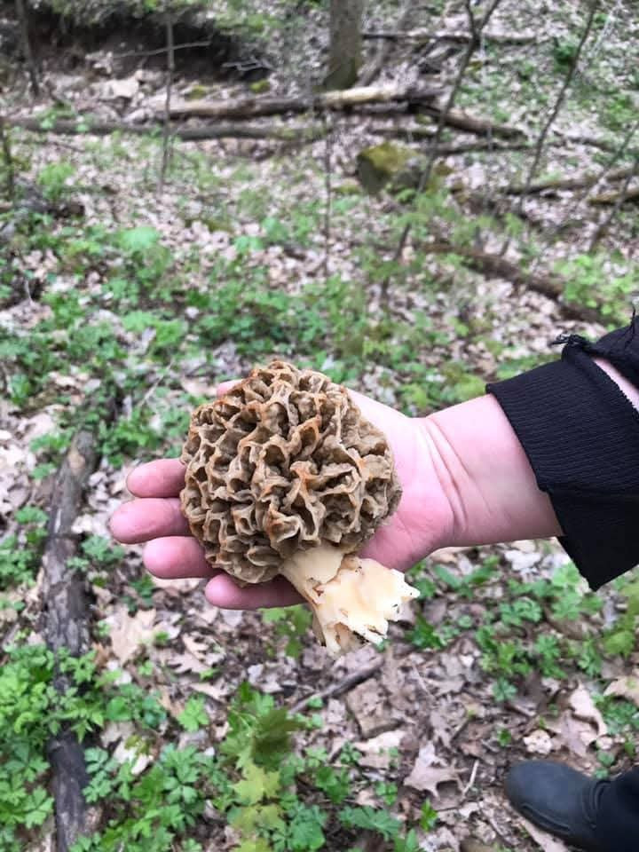 Morel Mushrooms