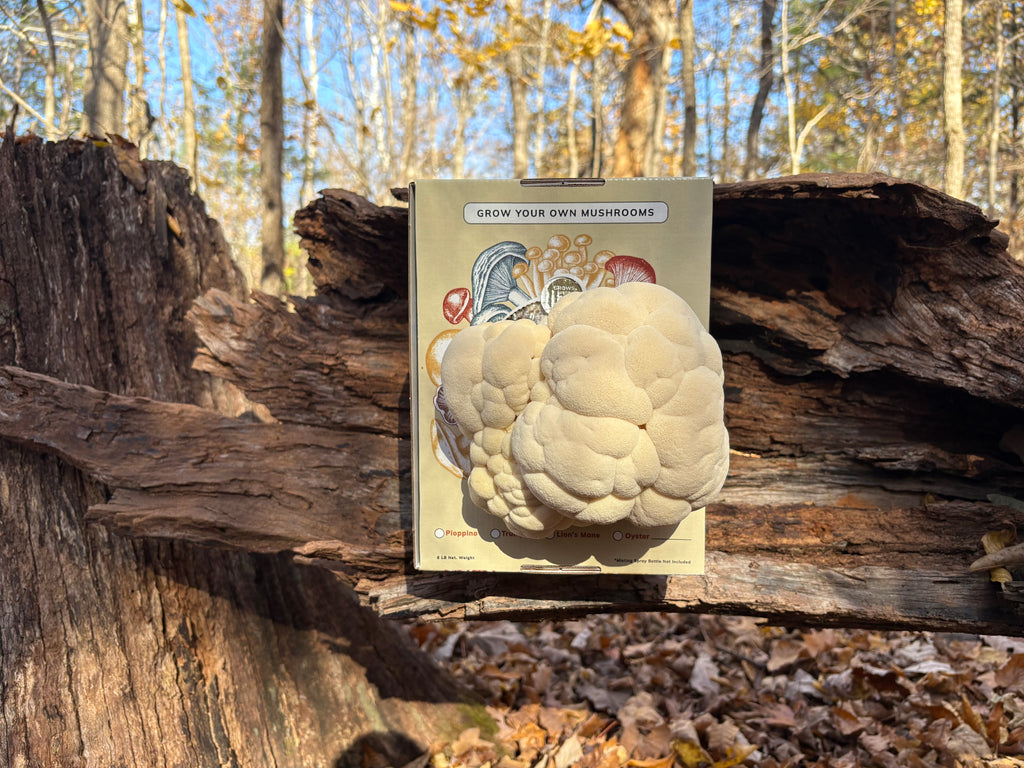 Lion's Mane Grow Kit