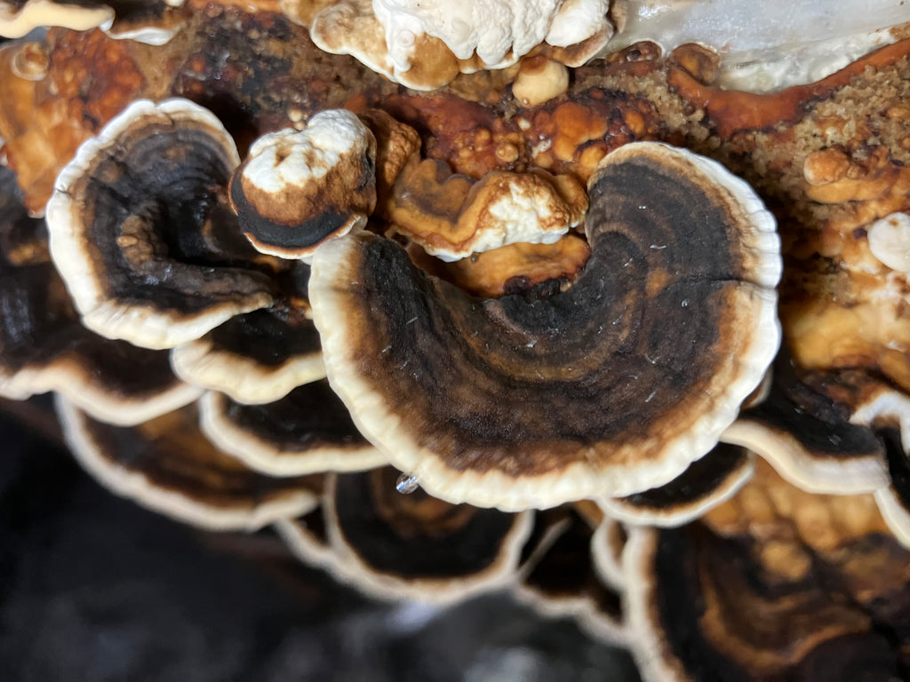 4 LB. Medicinal Colonized Bulk  Grain Spawn