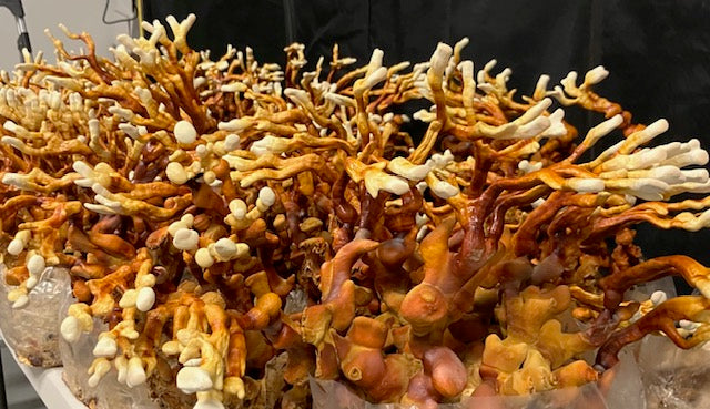 4 LB. Medicinal Colonized Bulk  Grain Spawn