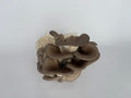 4 LB. Culinary Colonized  Bulk Grain Spawn