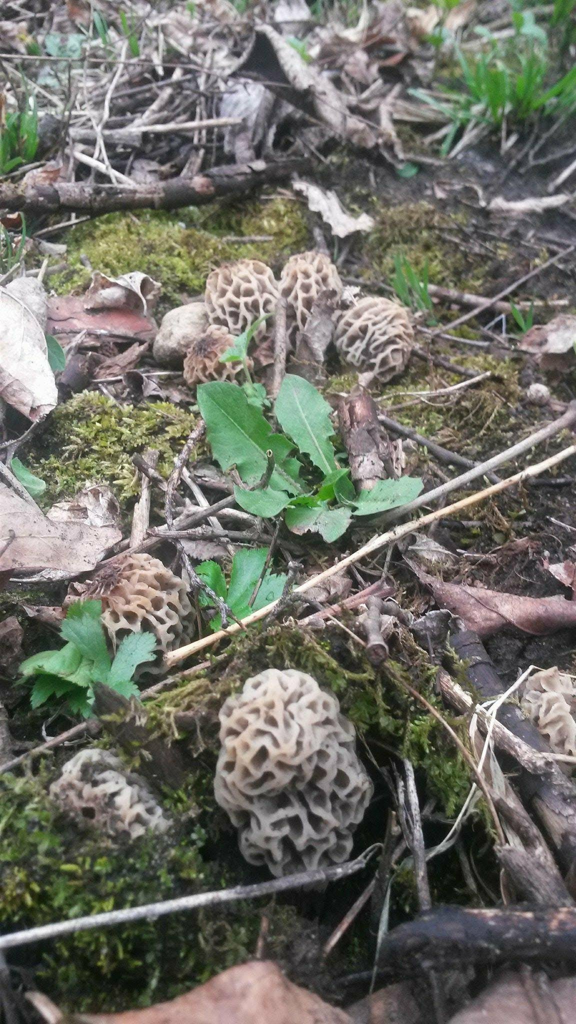 Morel Mushrooms
