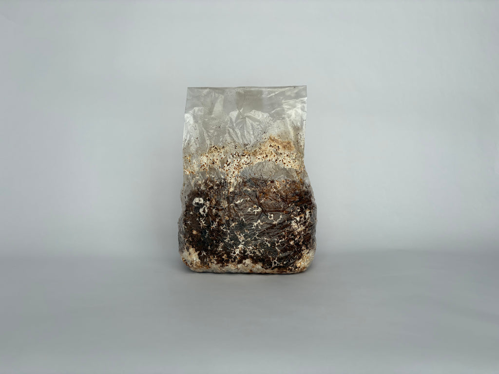 Shiitake Grow Kit