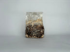 Shiitake Grow Kit