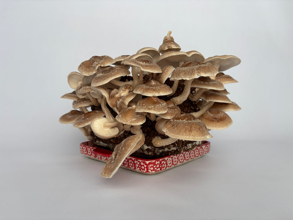 Shiitake Grow Kit