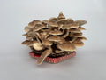 Shiitake Grow Kit