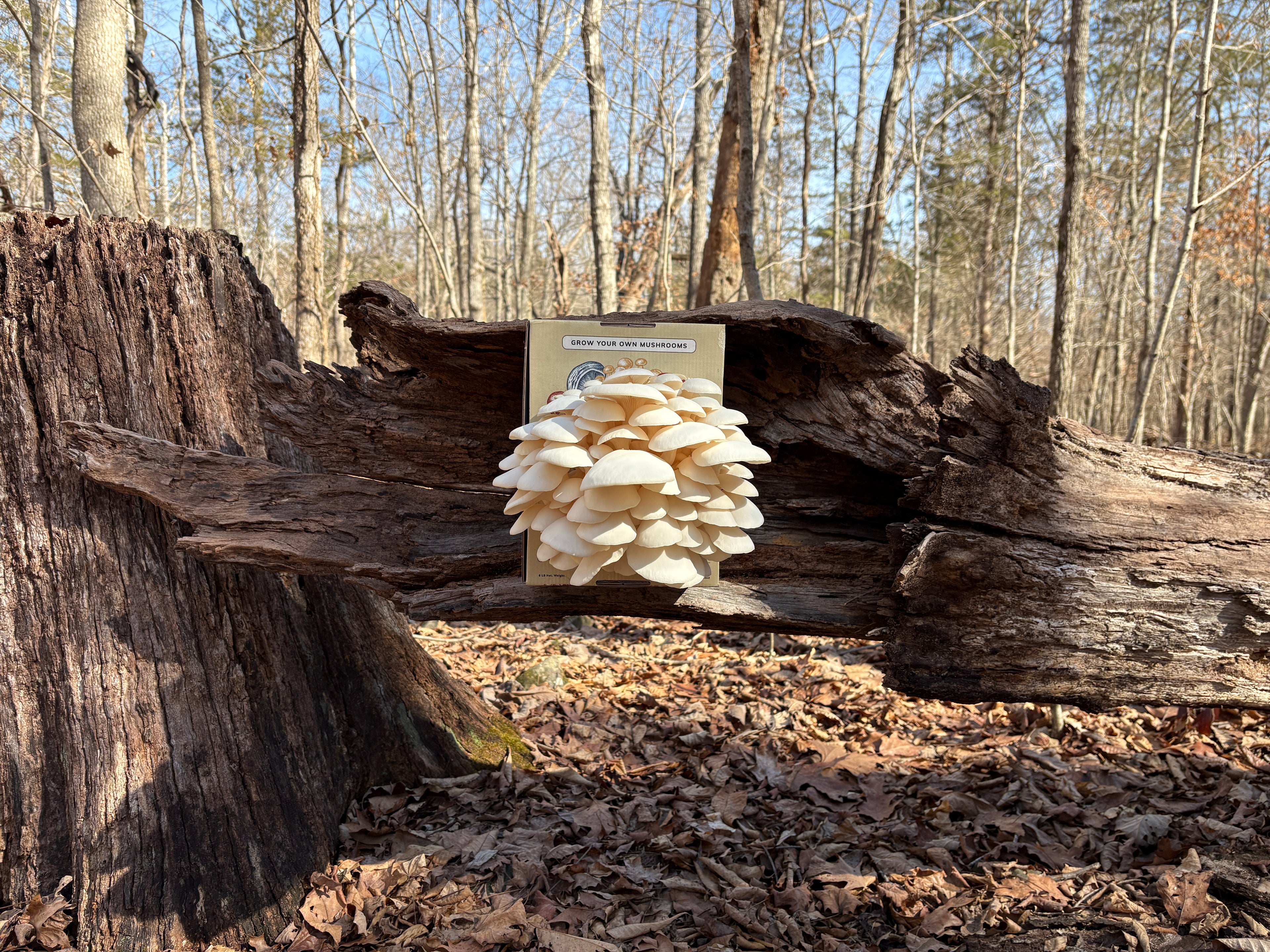 6 lb. Snowy White Oyster Mushroom Grow Kit