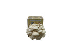 6 lb. Snowy White Oyster Mushroom Grow Kit