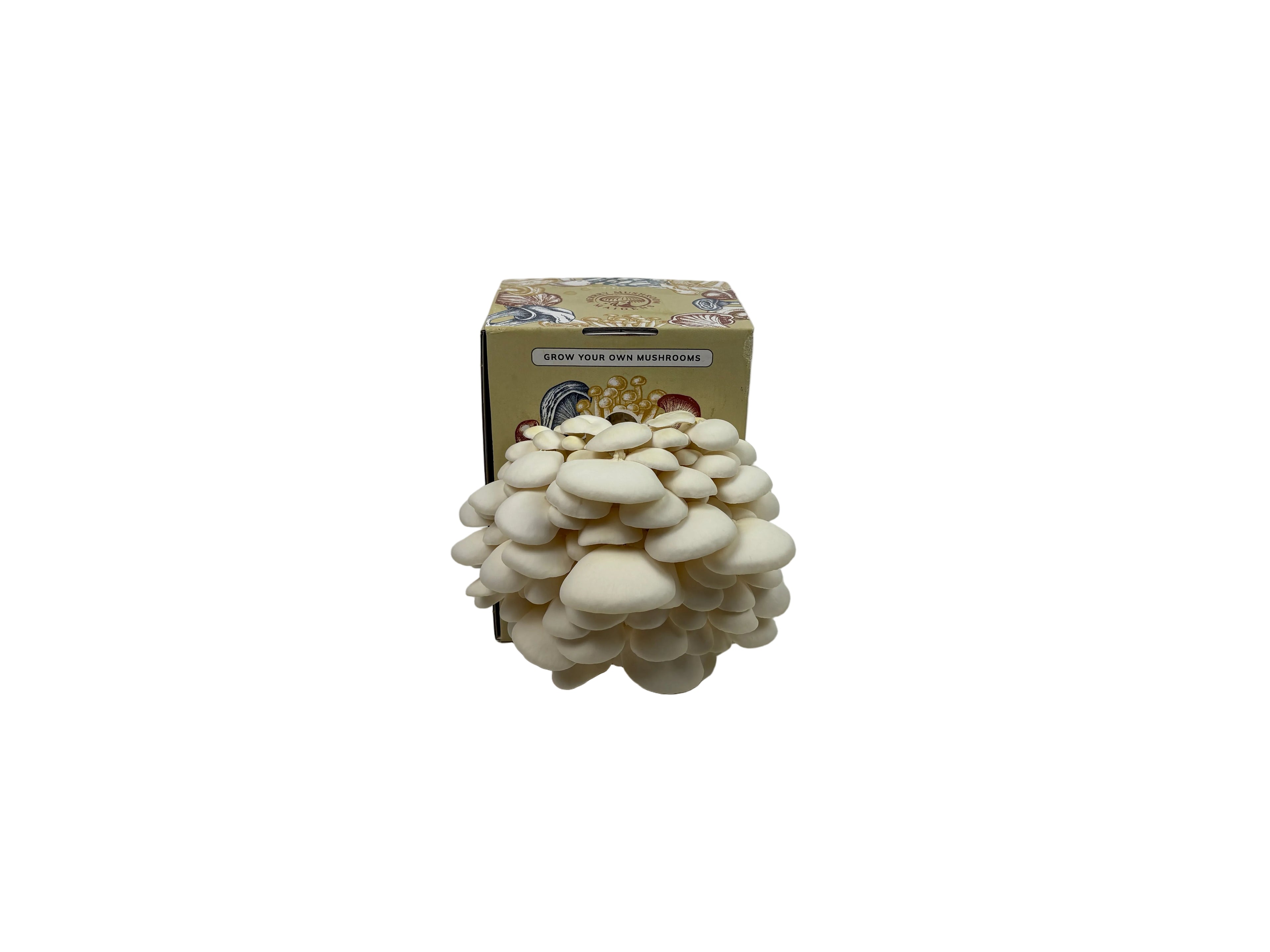6 lb. Snowy White Oyster Mushroom Grow Kit
