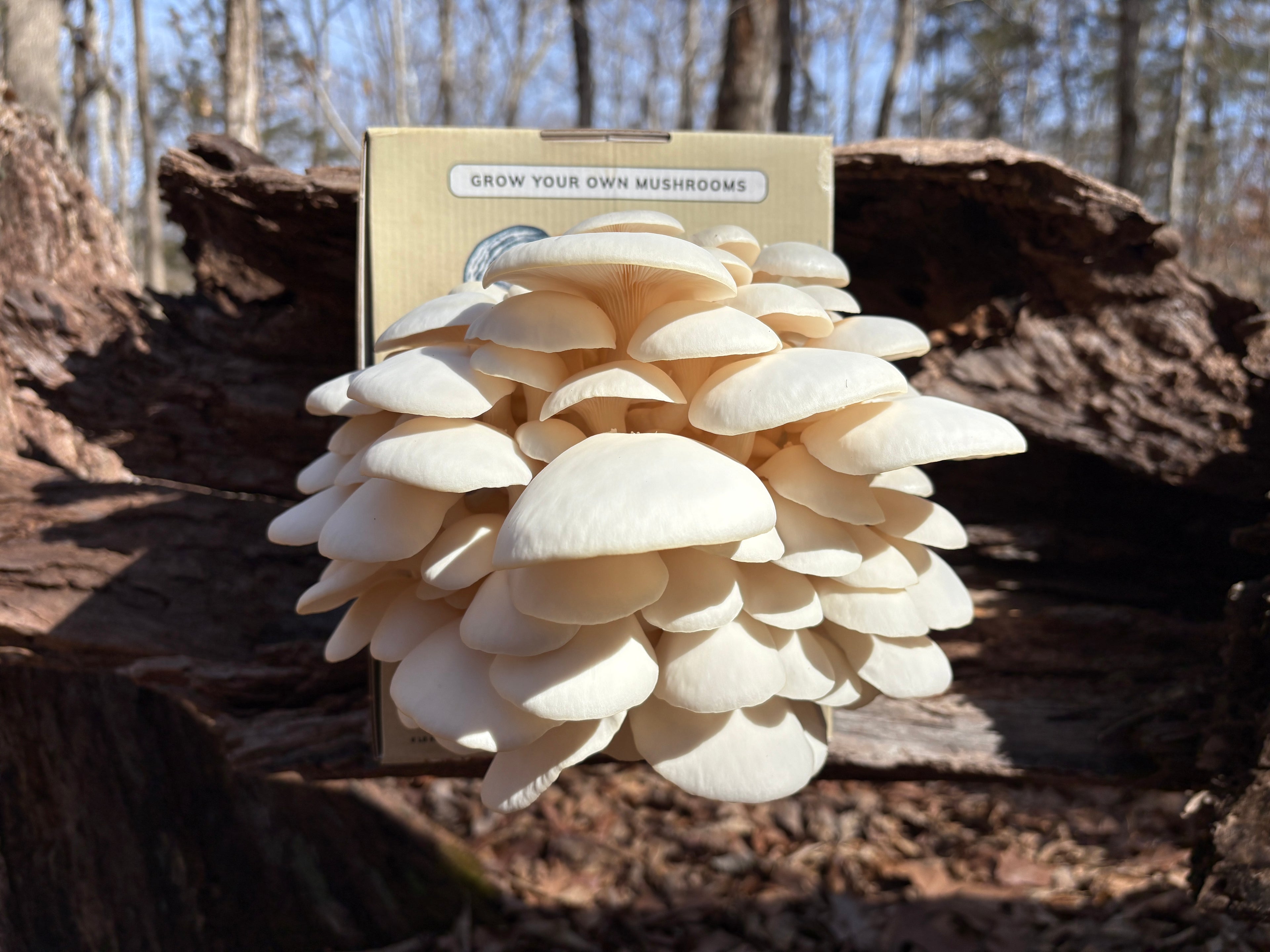 6 lb. Snowy White Oyster Mushroom Grow Kit