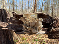 Blue Nevada Oyster Mushroom Grow Kit