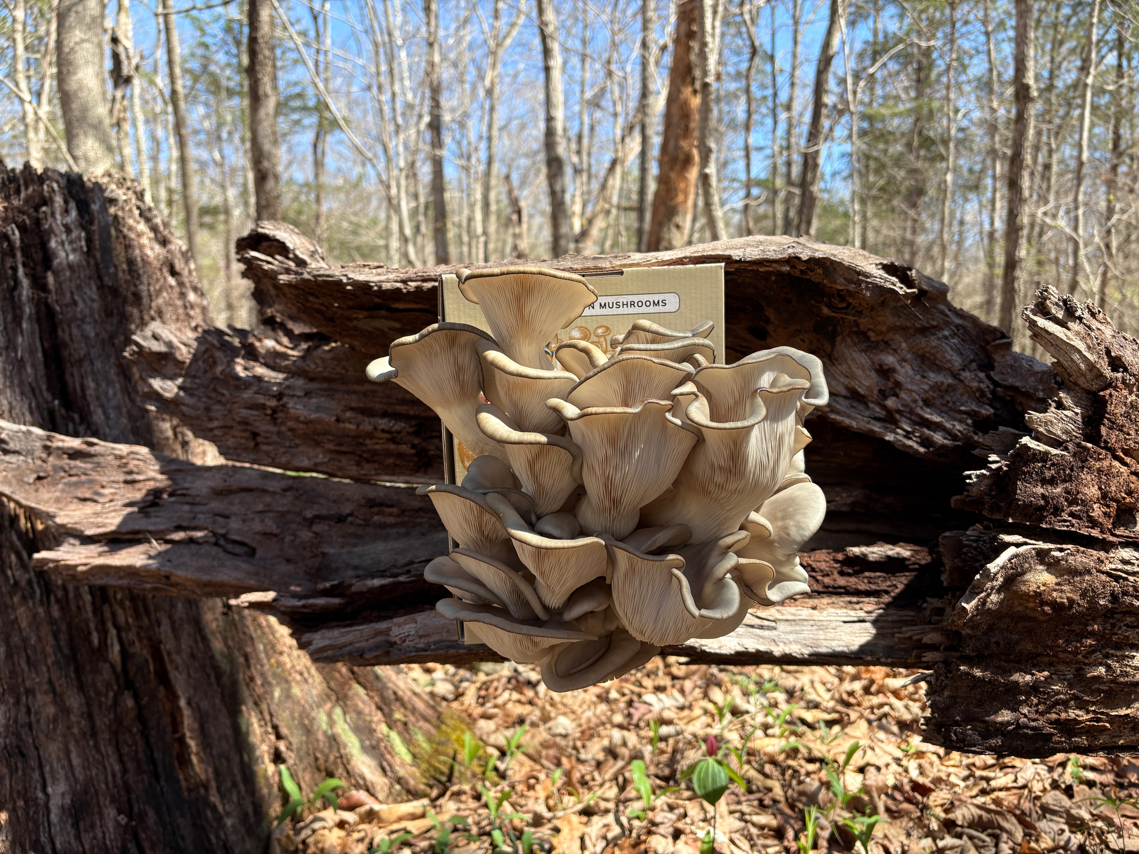 Blue Nevada Oyster Mushroom Grow Kit