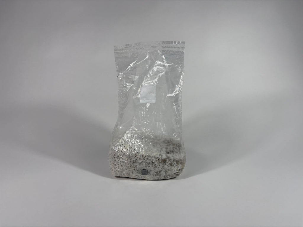 4 LB. Culinary Colonized  Bulk Grain Spawn