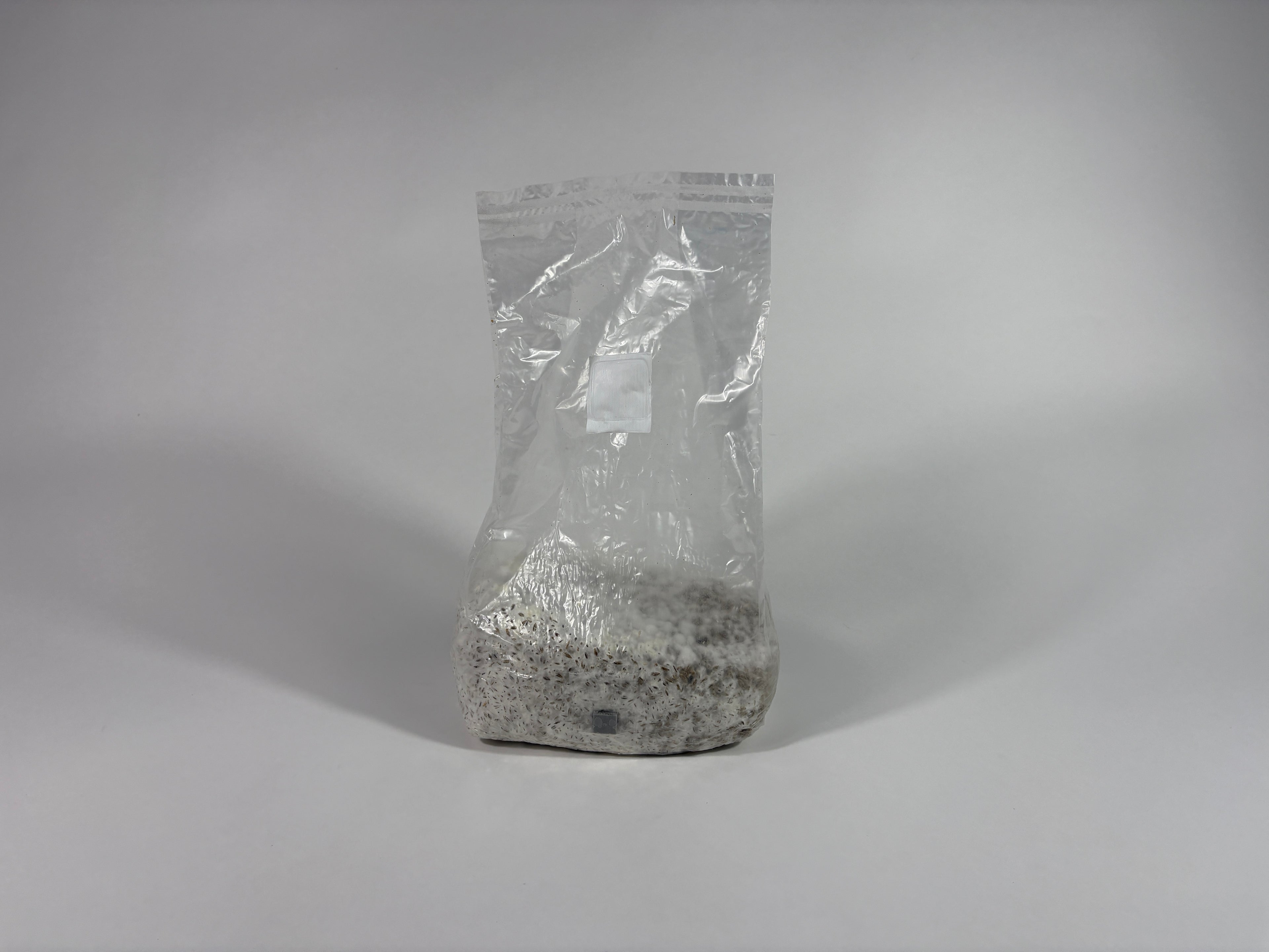 4 LB. Medicinal Colonized Bulk  Grain Spawn