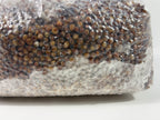 4 LB. Medicinal Colonized Bulk  Grain Spawn
