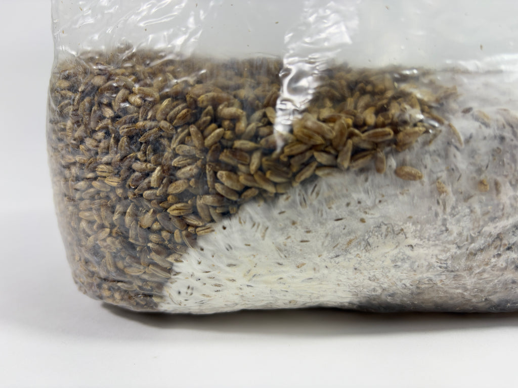 4 LB. Culinary Colonized  Bulk Grain Spawn