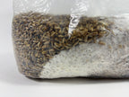 4 LB. Culinary Colonized  Bulk Grain Spawn