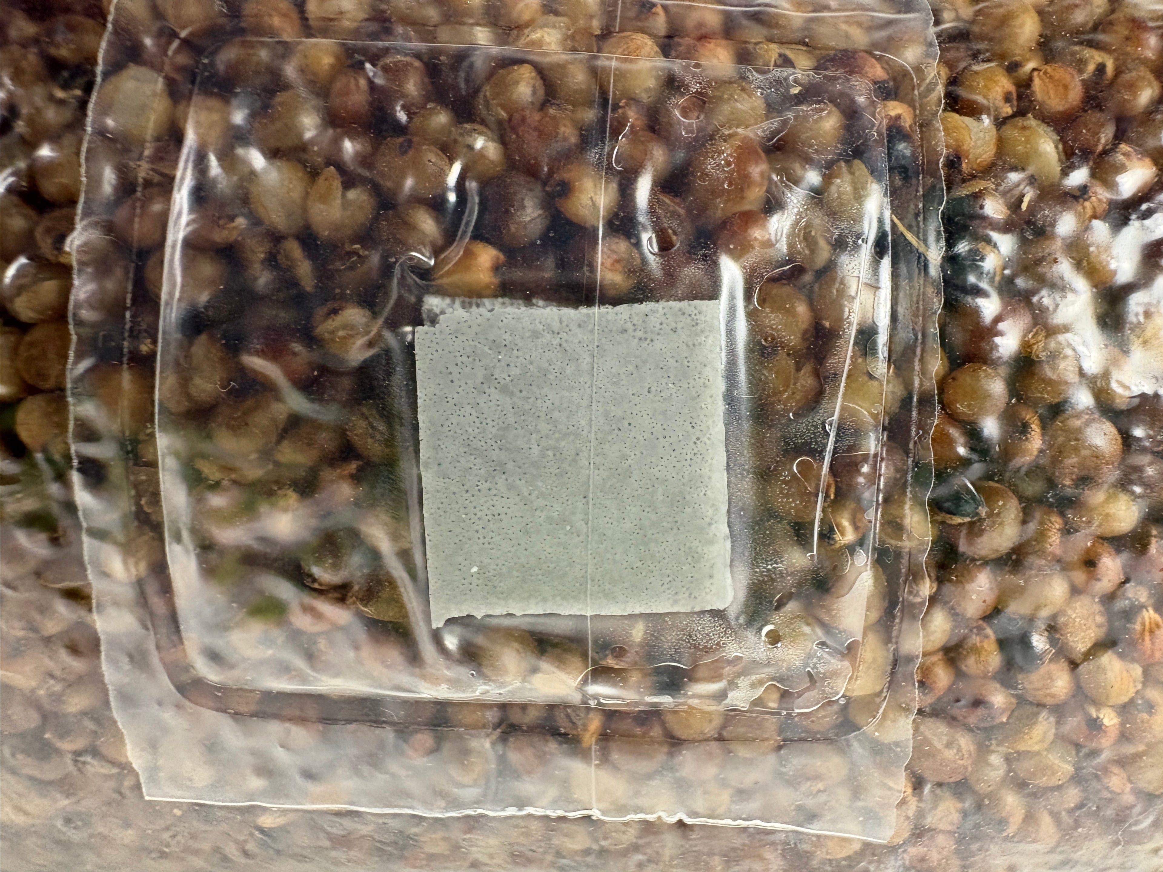 Self-Healing Injection Port on Sterilized Milo Grain Spawn Bag | Autoclave Sterilized | Merry Mushroom Maidens

