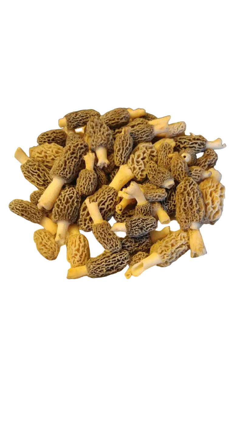 Fresh Morel Mushrooms on Plate | Gourmet Wild Mushrooms | Merry Mushroom Maidens
