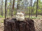 Lion's Mane Grow Kit