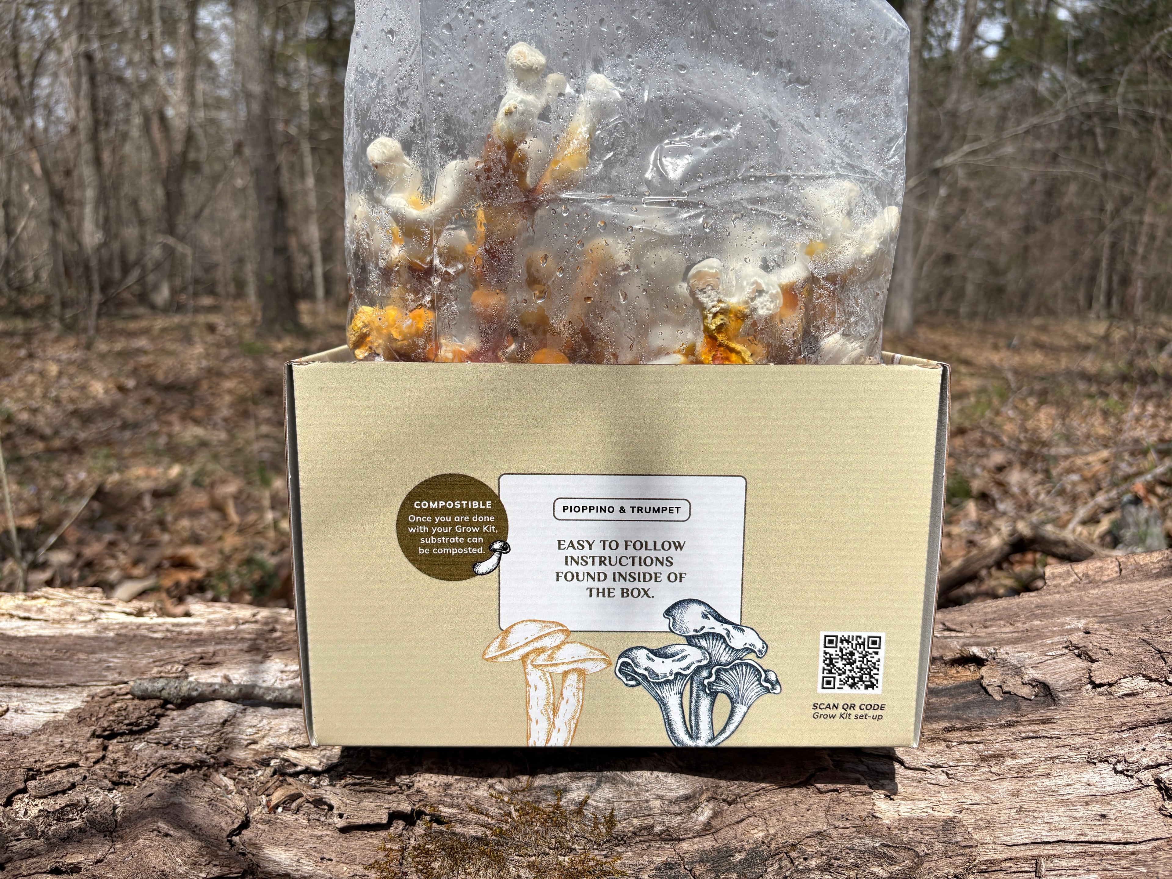 Antler Reishi Mushroom Grow Kit